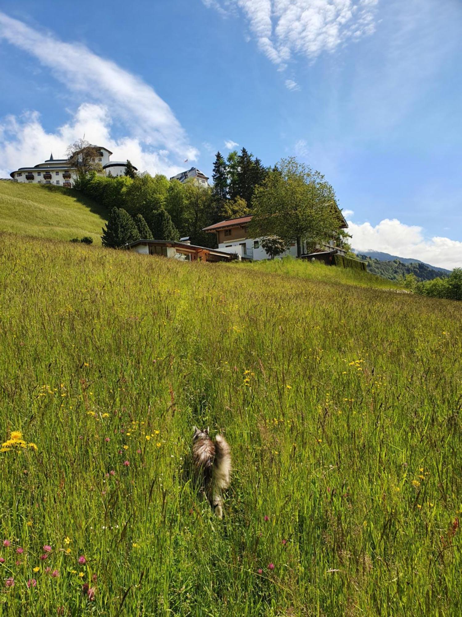 Pension Schlossberg Mittersill Esterno foto